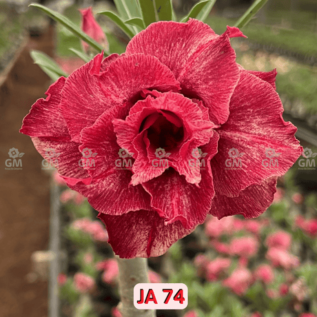 0142 - Rosa do Deserto - JA 74 ( PERFUMADA ) - Gm Rosa Do Deserto