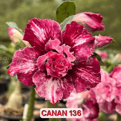 0145 - Rosa do Deserto - CANAN 136 - Gm Rosa Do Deserto