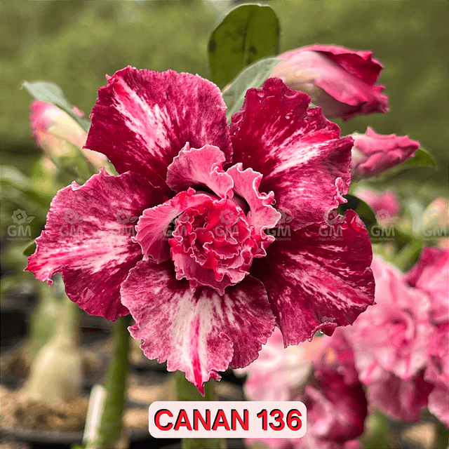 0145 - Rosa do Deserto - CANAN 136 - Gm Rosa Do Deserto