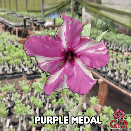 0145 - Rosa do Deserto - PURPLE MEDAL - Gm Rosa Do Deserto