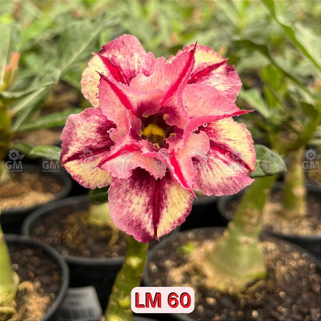 0146 - Rosa do Deserto - LM 60 - Gm Rosa Do Deserto