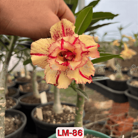 0163 - Rosa do Deserto - LM 86 - Gm Rosa Do Deserto
