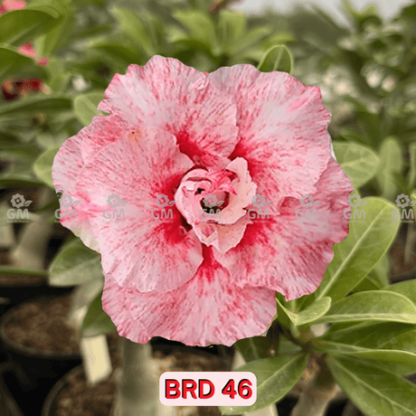 0171 - Rosa do Deserto - BRD - 46 ( PERFUMADA/TRIPLA ) - Gm Rosa Do Deserto