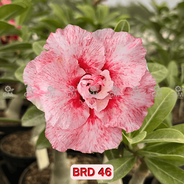 0171 - Rosa do Deserto - BRD - 46 ( PERFUMADA/TRIPLA ) - Gm Rosa Do Deserto