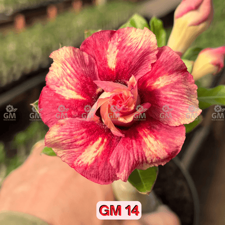 0176 - Rosa do Deserto - GM 14 ( PERFUMADA ) - Gm Rosa Do Deserto