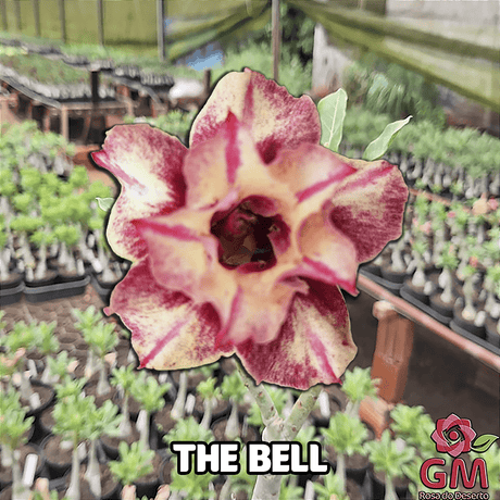 0178 - Rosa do Deserto - THE BELL - Gm Rosa Do Deserto