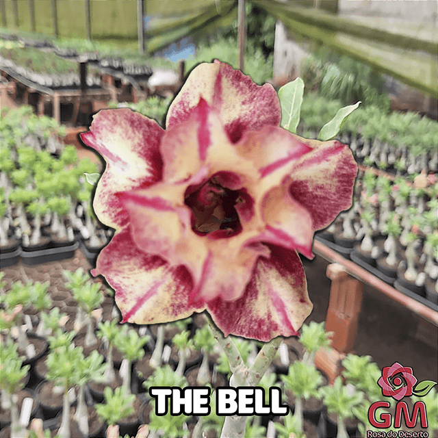 0178 - Rosa do Deserto - THE BELL - Gm Rosa Do Deserto