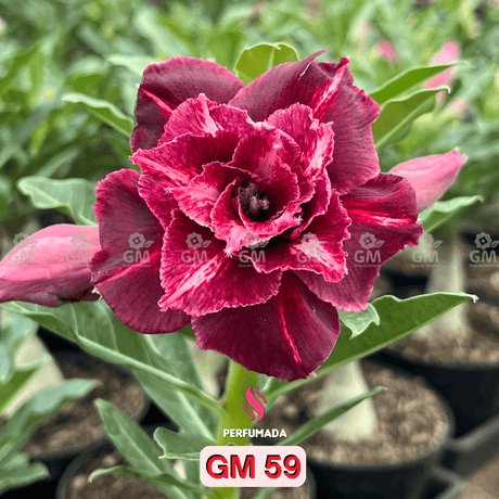 0200 - Rosa do Deserto - GM 59 ( PERFUMADA ) - Gm Rosa Do Deserto