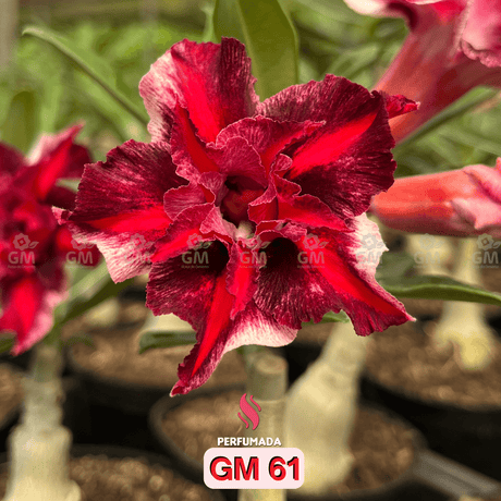 0205 - Rosa do Deserto - GM 61 ( PERFUMADA ) - Gm Rosa Do Deserto