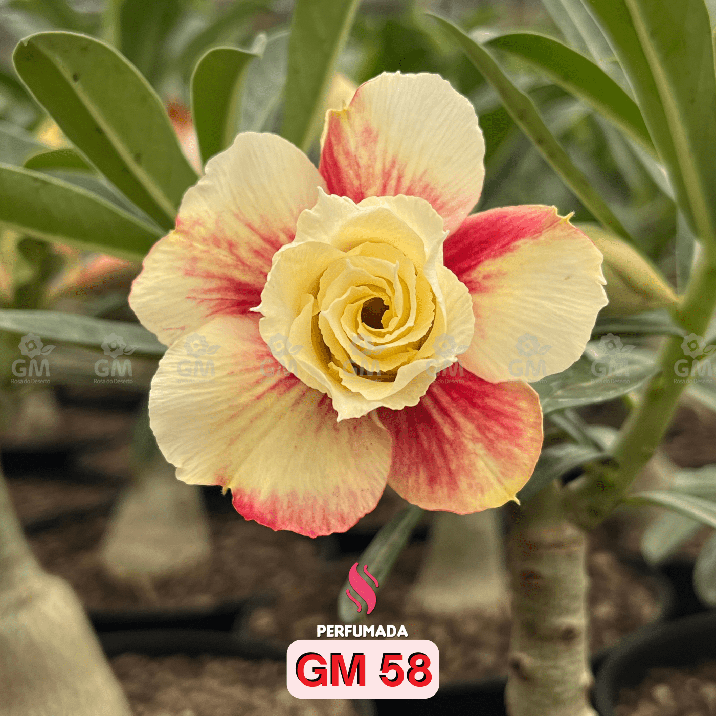 0208 - Rosa do Deserto - GM 58 ( PERFUMADA ) - Gm Rosa Do Deserto