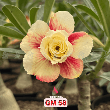 0208 - Rosa do Deserto - GM 58 ( PERFUMADA ) - Gm Rosa Do Deserto