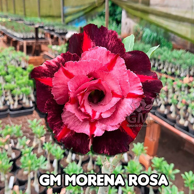0210 - Rosa do Deserto - GM MORENA ROSA - Gm Rosa Do Deserto