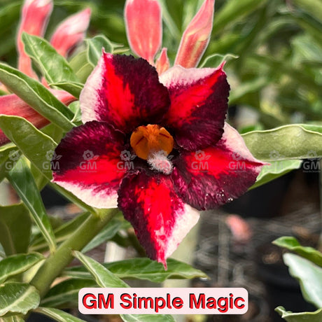 0212 - Rosa do Deserto - GM SIMPLE MAGIC - Gm Rosa Do Deserto