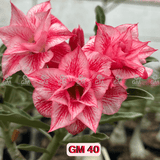 0213 - Rosa do Deserto - GM 40 - Gm Rosa Do Deserto