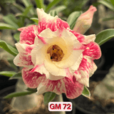 0214 - Rosa do Deserto - GM 72 - Gm Rosa Do Deserto