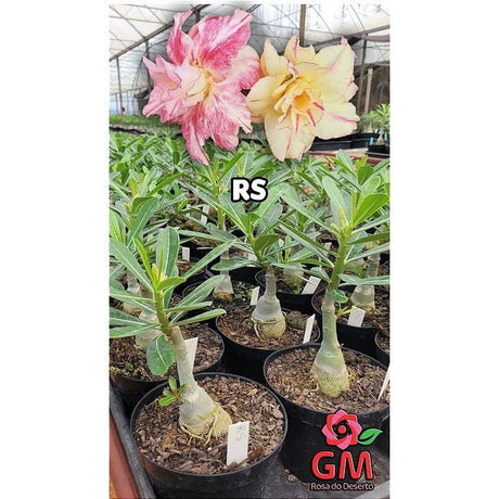 0214 - Rosa do Deserto - RS - Gm Rosa Do Deserto