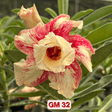 0216 - Rosa do Deserto - GM 32 - Gm Rosa Do Deserto