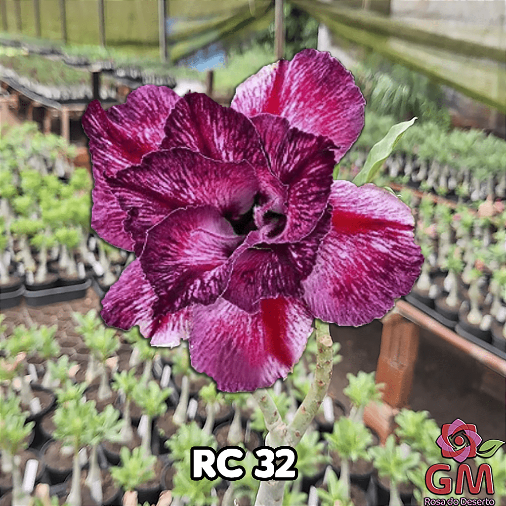 0216 - Rosa do Deserto - RC - 32 - Gm Rosa Do Deserto