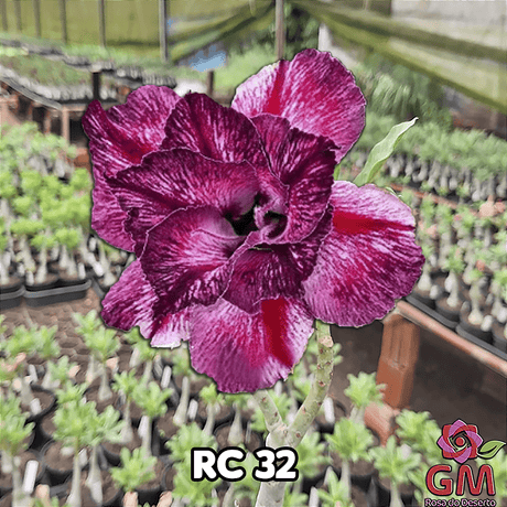 0216 - Rosa do Deserto - RC - 32 - Gm Rosa Do Deserto