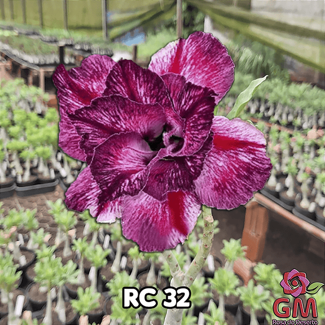 0216 - Rosa do Deserto - RC - 32 - Gm Rosa Do Deserto