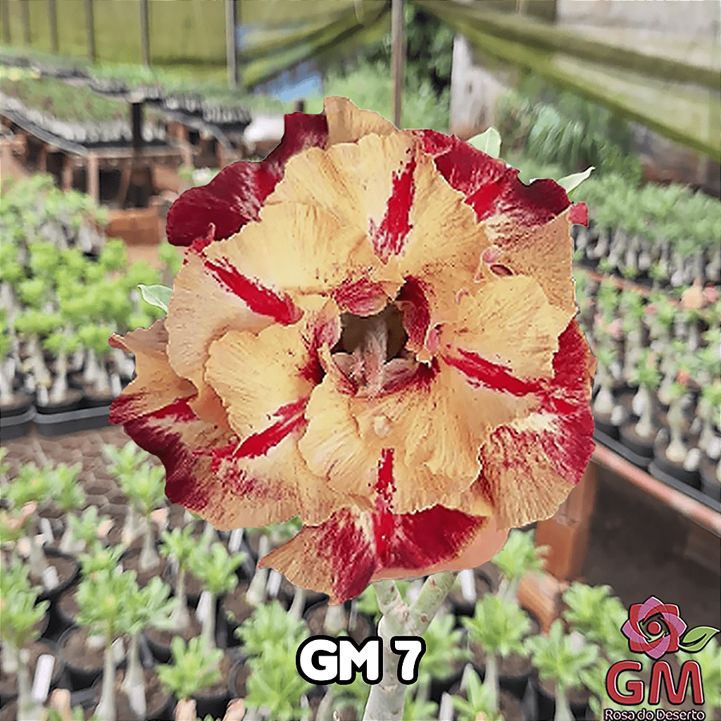 0218 - Rosa do Deserto - GM 7 ( PERFUMADA ) - Gm Rosa Do Deserto