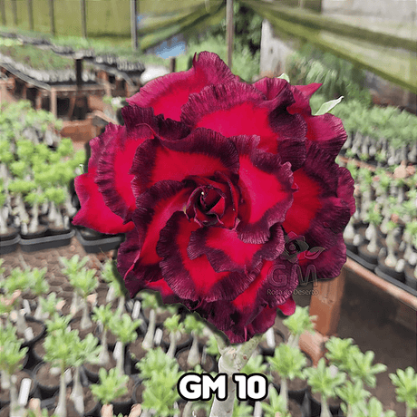 0222 - Rosa do Deserto - GM 10 ( FLOR GRANDE MULTIPETALAS ) - Gm Rosa Do Deserto