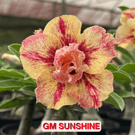 0223 - Rosa do Deserto - GM Sunshine - Gm Rosa Do Deserto