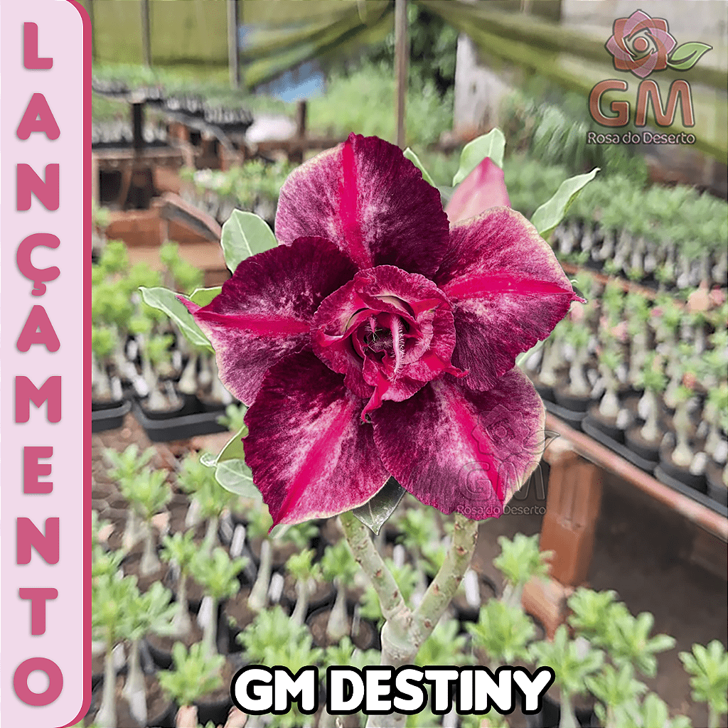 0246 - Rosa do Deserto - GM DESTINY (TRIPLA) - Gm Rosa Do Deserto