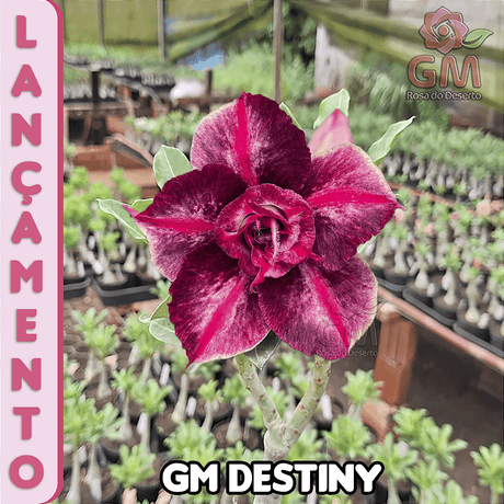 0246 - Rosa do Deserto - GM DESTINY (TRIPLA) - Gm Rosa Do Deserto