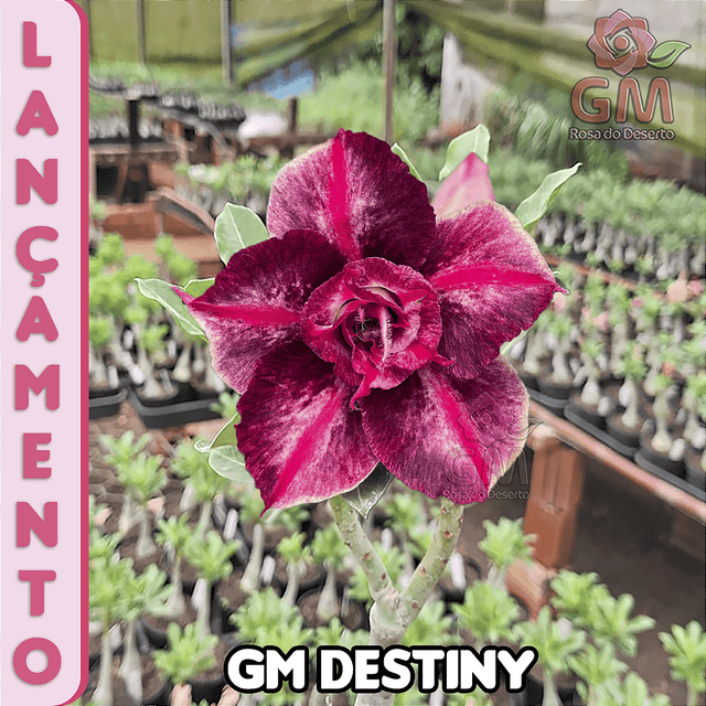 0246 - Rosa do Deserto - GM DESTINY (TRIPLA) - Gm Rosa Do Deserto