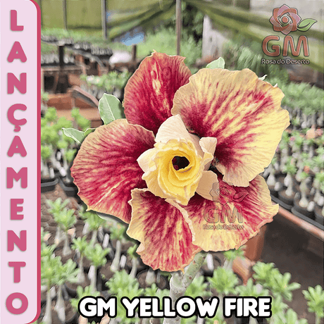 0248 - Rosa do Deserto - GM YELLOW FIRE (PERFUMADA) - Gm Rosa Do Deserto