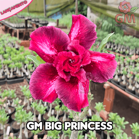 0249 - Rosa do Deserto - GM BIG PRINCESS (FLOR GRANDE) - Gm Rosa Do Deserto