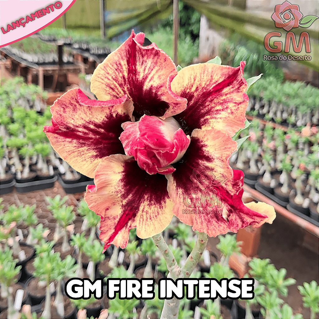 0280 - Rosa do Deserto - GM FIRE INTENSE (MULTIPETALAS) - Gm Rosa Do Deserto