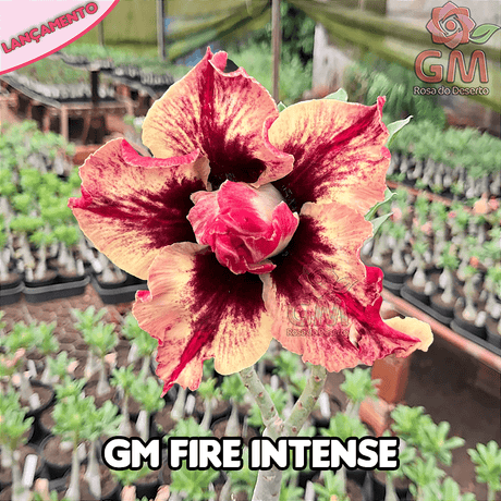 0280 - Rosa do Deserto - GM FIRE INTENSE (MULTIPETALAS) - Gm Rosa Do Deserto