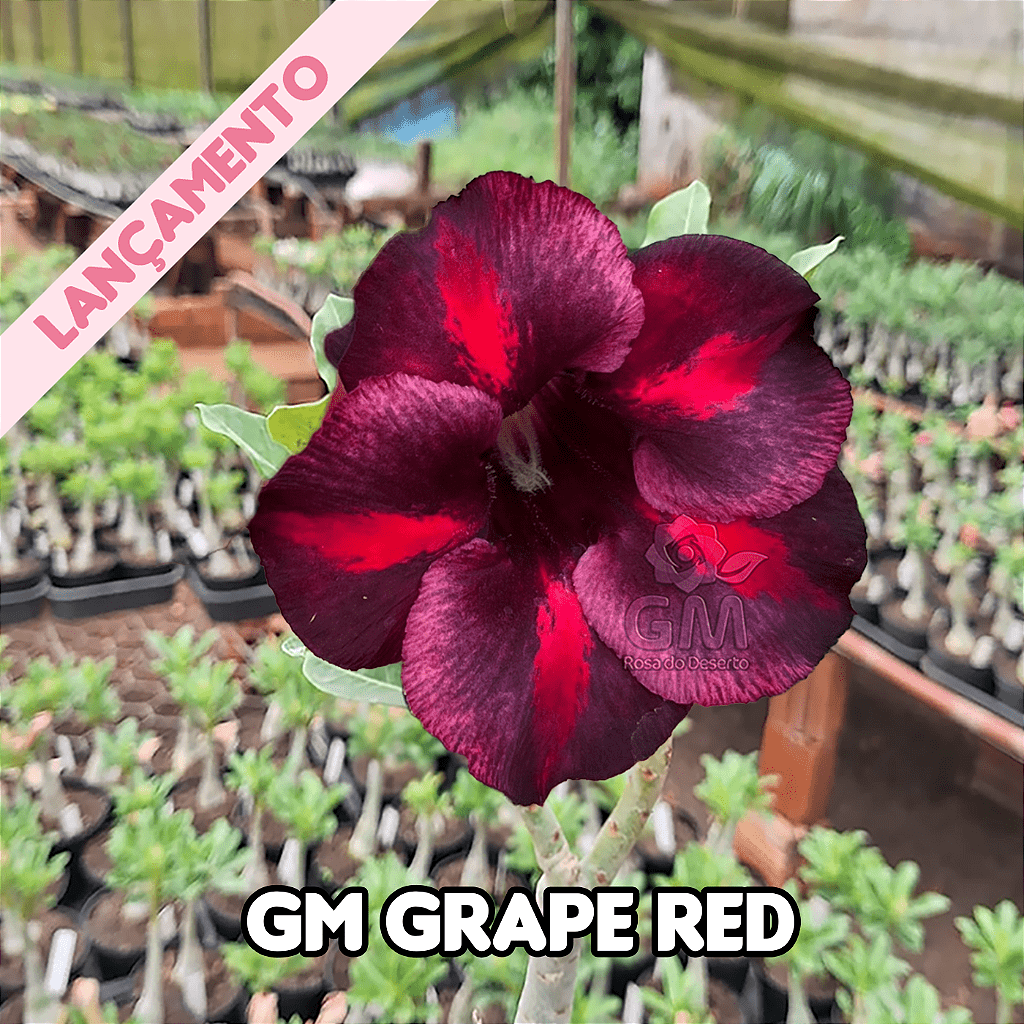 0286 - Rosa do Deserto - GM Grape Red - Gm Rosa Do Deserto