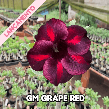 0286 - Rosa do Deserto - GM Grape Red - Gm Rosa Do Deserto