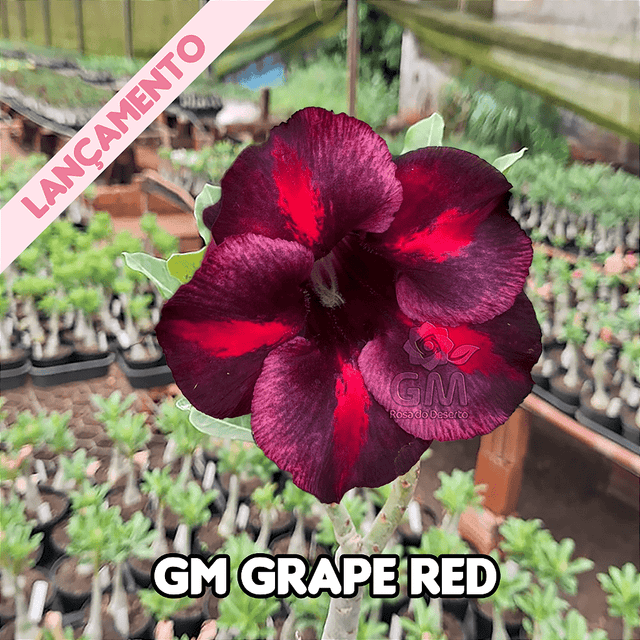 0286 - Rosa do Deserto - GM Grape Red - Gm Rosa Do Deserto
