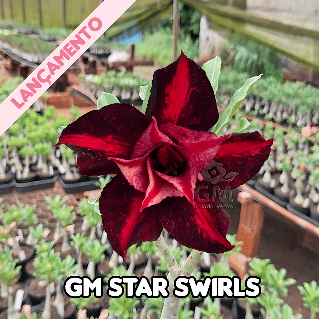 0287 - Rosa do Deserto - GM Star Swirls - Gm Rosa Do Deserto