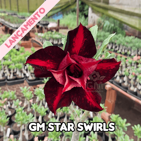 0287 - Rosa do Deserto - GM Star Swirls - Gm Rosa Do Deserto