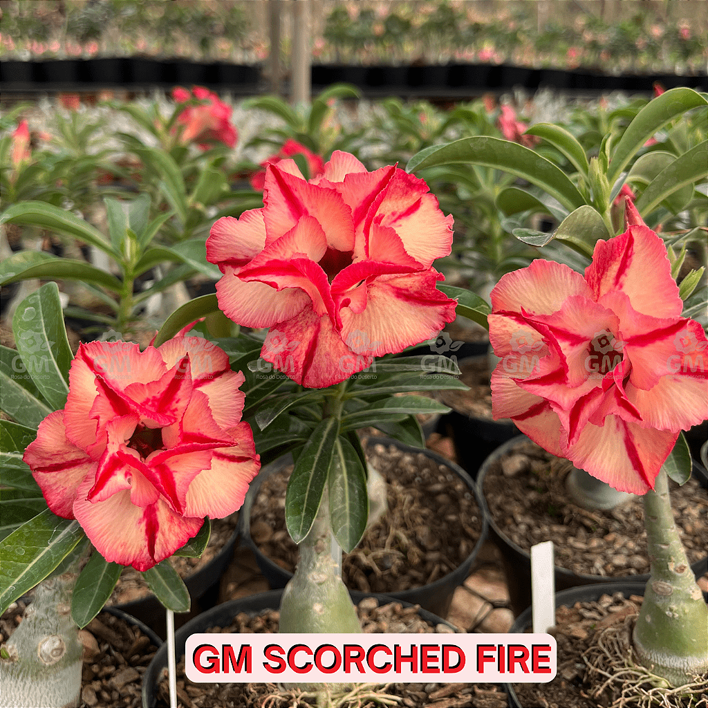0292 - Rosa do Deserto - GM SCORCHED FIRE - Gm Rosa Do Deserto