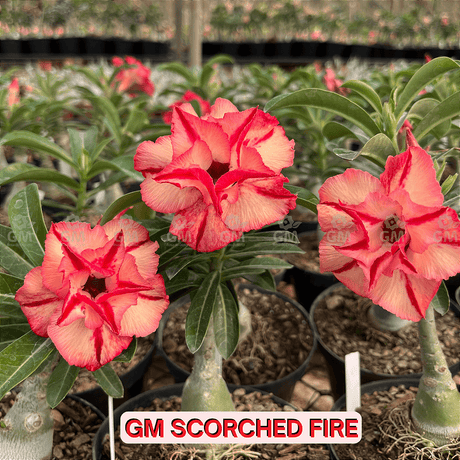 0292 - Rosa do Deserto - GM SCORCHED FIRE - Gm Rosa Do Deserto