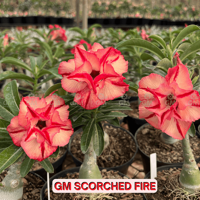 0292 - Rosa do Deserto - GM SCORCHED FIRE - Gm Rosa Do Deserto