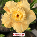 0294 - Rosa do Deserto - CANAN 24 ( PERFUMADA ) - Gm Rosa Do Deserto