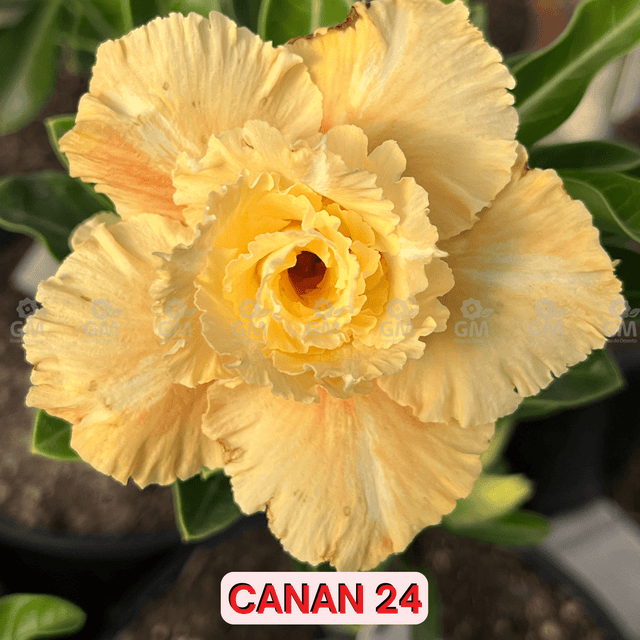 0294 - Rosa do Deserto - CANAN 24 ( PERFUMADA ) - Gm Rosa Do Deserto