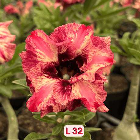 0300 - Rosa do Deserto - L 32 ( PERFUMADA ) - Gm Rosa Do Deserto
