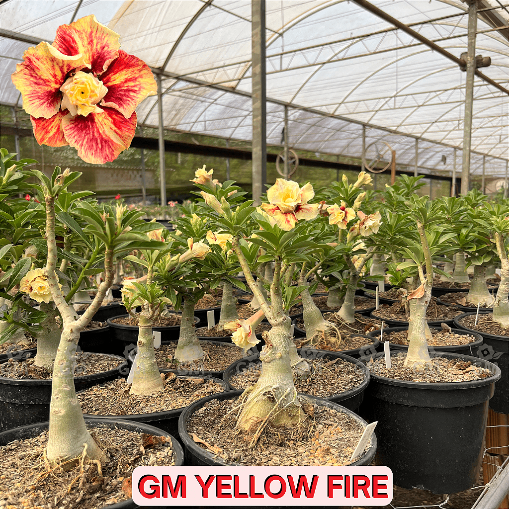 0352 - Rosa do Deserto - ENXERTO ADULTO - GM Yellow Fire - Gm Rosa Do Deserto