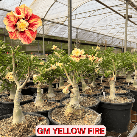 0352 - Rosa do Deserto - ENXERTO ADULTO - GM Yellow Fire - Gm Rosa Do Deserto