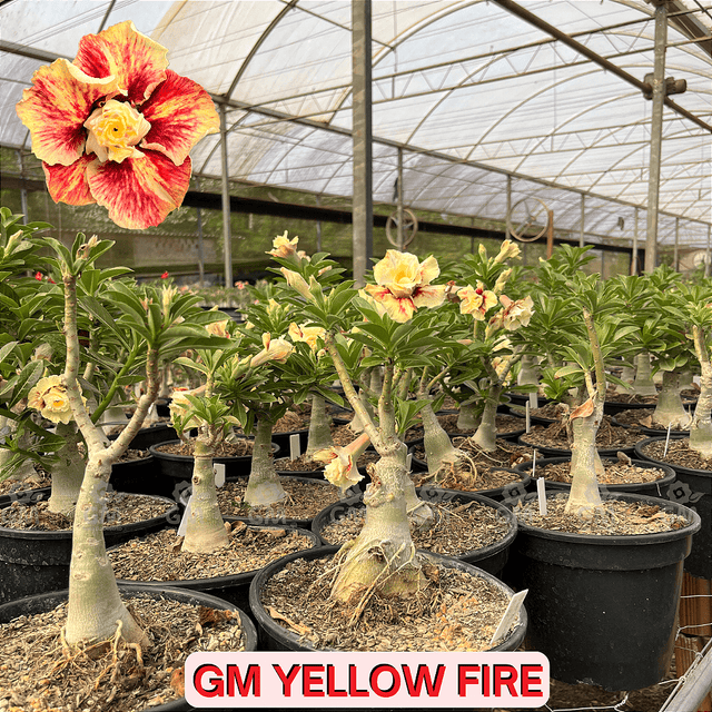 0352 - Rosa do Deserto - ENXERTO ADULTO - GM Yellow Fire - Gm Rosa Do Deserto