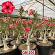 0355 - Rosa do Deserto - ENXERTO ADULTO - GM 206 - Gm Rosa Do Deserto
