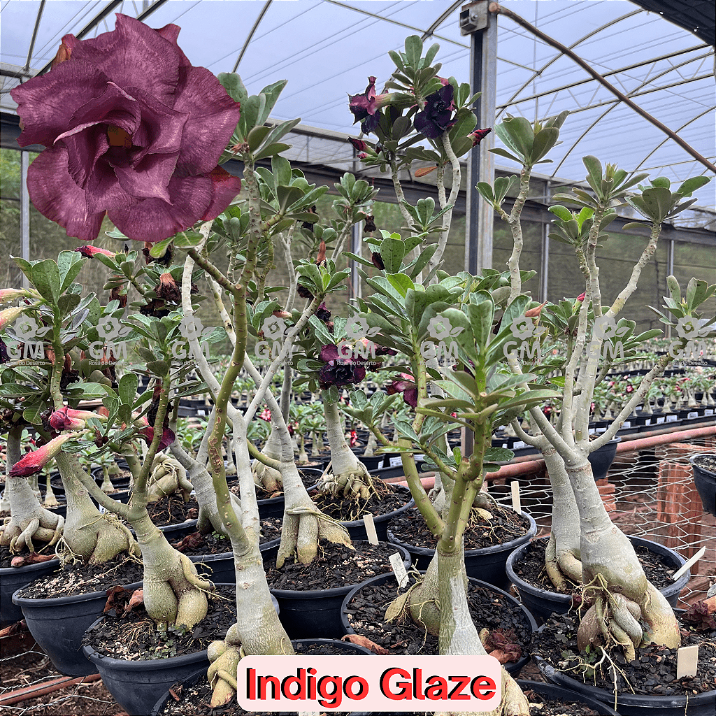 0356 - Rosa do Deserto - ENXERTO ADULTO - INDIGO GLAZE - Gm Rosa Do Deserto